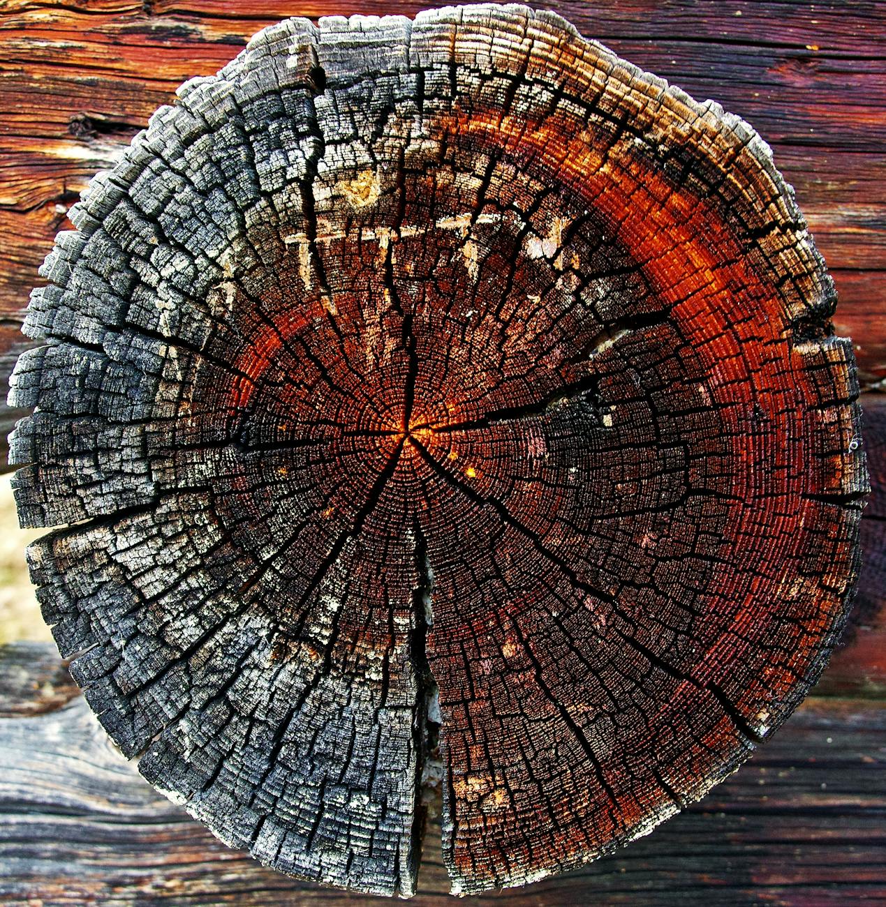 close up of tree stump