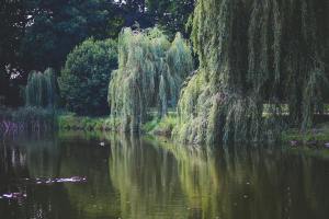 willow that grow along the river