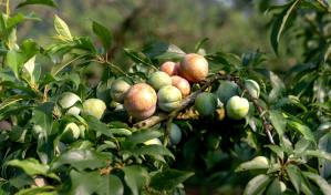 fresh plum fruits ready to harvest