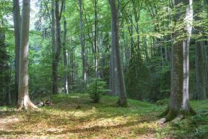 beech tree forest