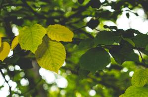 close up of elm tree leaves
