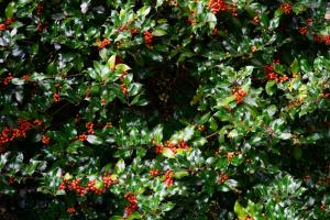 holly with berries