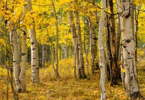 a grove of aspen trees