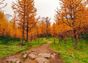a trail in the forest