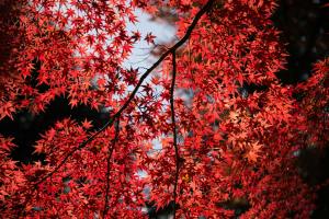 red leaf tree