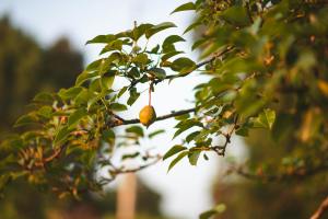 a pear on a tree